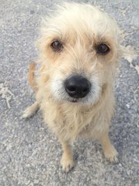 Close-up portrait of dog on road