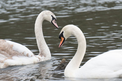 Swan swimming in lake