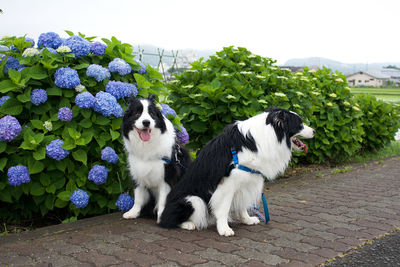 Dogs on plants