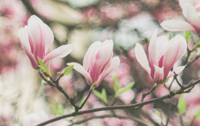 Close-up of pink flowering plant