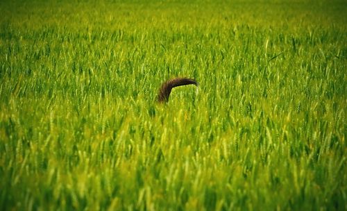 Close-up of animal tail in whet field