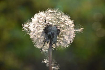 nature