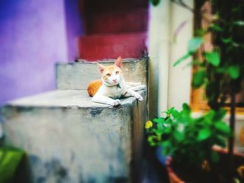 Cat in container