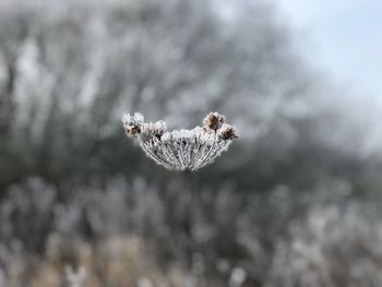 Close-up of snow on plant