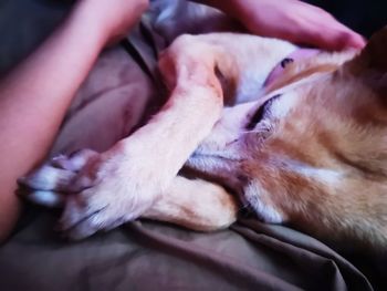 Close-up of hand holding dog