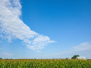 Scenic view of agricultural field against blue sky