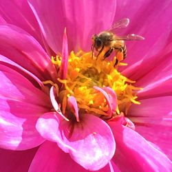 Close-up of bee on pink flower