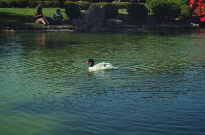 Swans swimming in lake