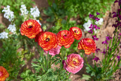 Close-up of red flowering plants in park