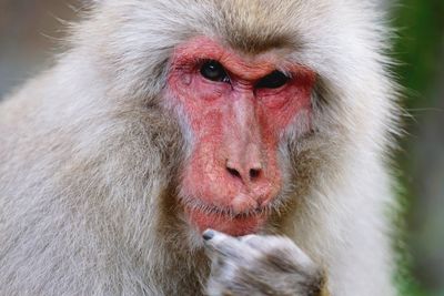 Close-up portrait of monkey