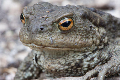 Close-up of a lizard