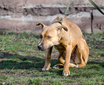 Dog looking away on field