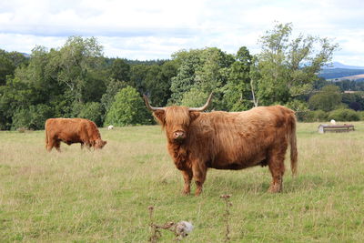 Highland cows in a field