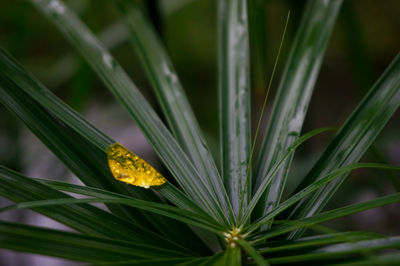 Close-up of yellow flowering plant
