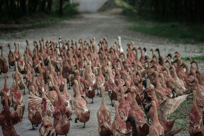 High angle view of birds on land