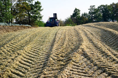 Corn crop, agricultural activity for harvest season