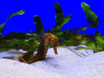 Close-up of jellyfish in aquarium