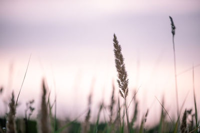 Close-up of stalks in field against sky