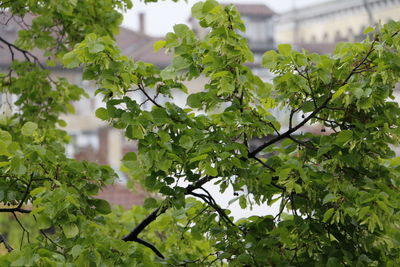 Plant growing on tree