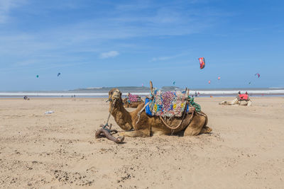 View of horse on beach against sky