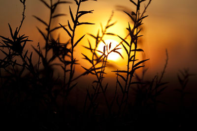 Close-up of silhouette plants against sky during sunset