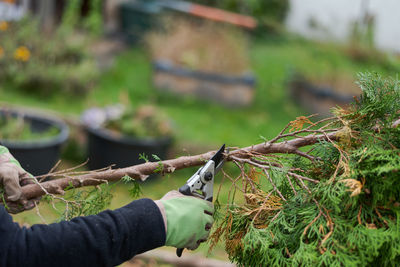 Close-up of hand holding plant on field