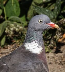 Close-up of bird perching outdoors