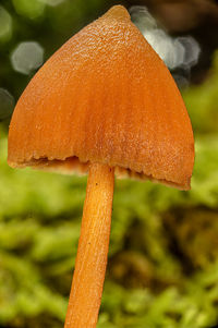 macro photography