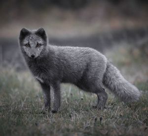 Portrait of fox standing on field