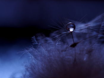 Close-up of spider on dandelion
