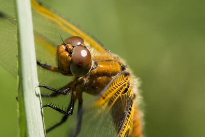 Close-up of insect on leaf