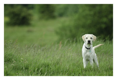 Dog sitting on field