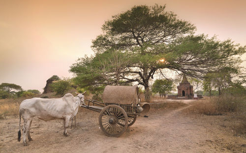 View of horse cart on tree against sky