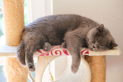 Close-up of a cat yawning