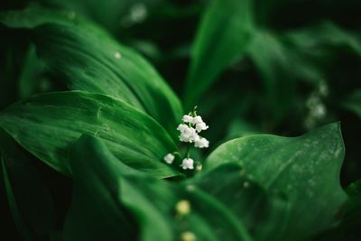 Close-up of white flowers