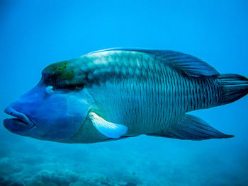 Close-up of fish swimming in sea