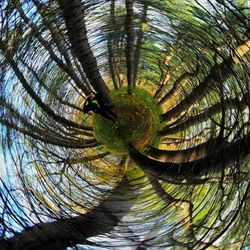 Close-up of lizard on tree