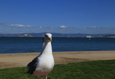 Seagull on beach against sky