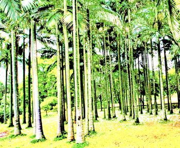 View of trees in forest