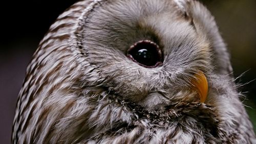 Close-up portrait of owl