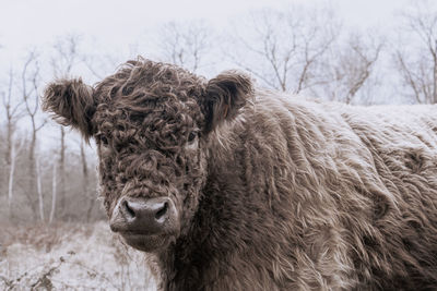 Close-up of cow