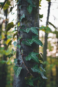 Close-up of bamboo tree trunk in forest