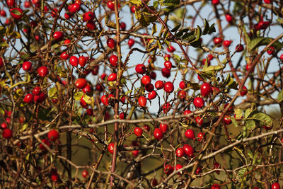 Close-up of red berries on tree