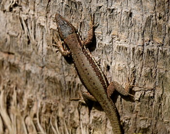 Lizard on a tree