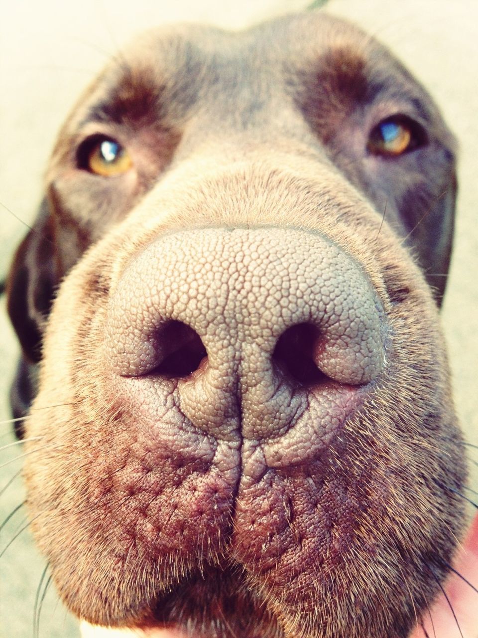 animal themes, one animal, animal head, close-up, animal body part, domestic animals, portrait, mammal, looking at camera, animal nose, pets, animal eye, snout, focus on foreground, part of, front view, dog, animal hair