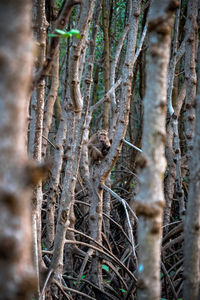 View of a tree in a forest