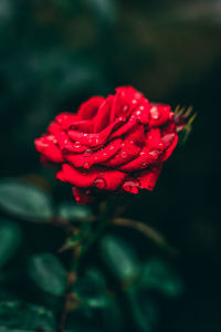 Close-up of red rose