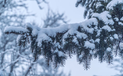 Snow covered trees against sky