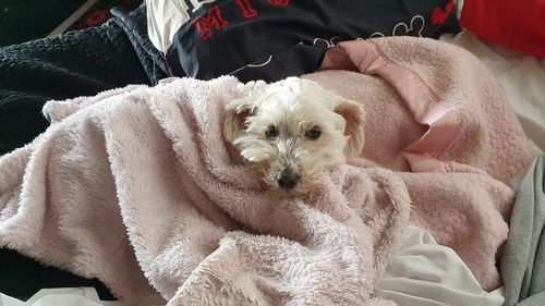 Dog resting on bed at home