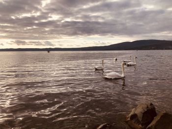 Swans swimming in lake against sky during sunset